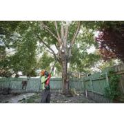 M18 FTPS30-0 - Podkrzesywarka z teleskopowym wysięgnikiem 30 cm, 18 V, FUEL™, bez wyposażenia